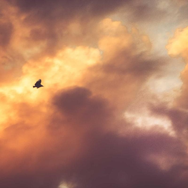 NovaTech Bird Signature